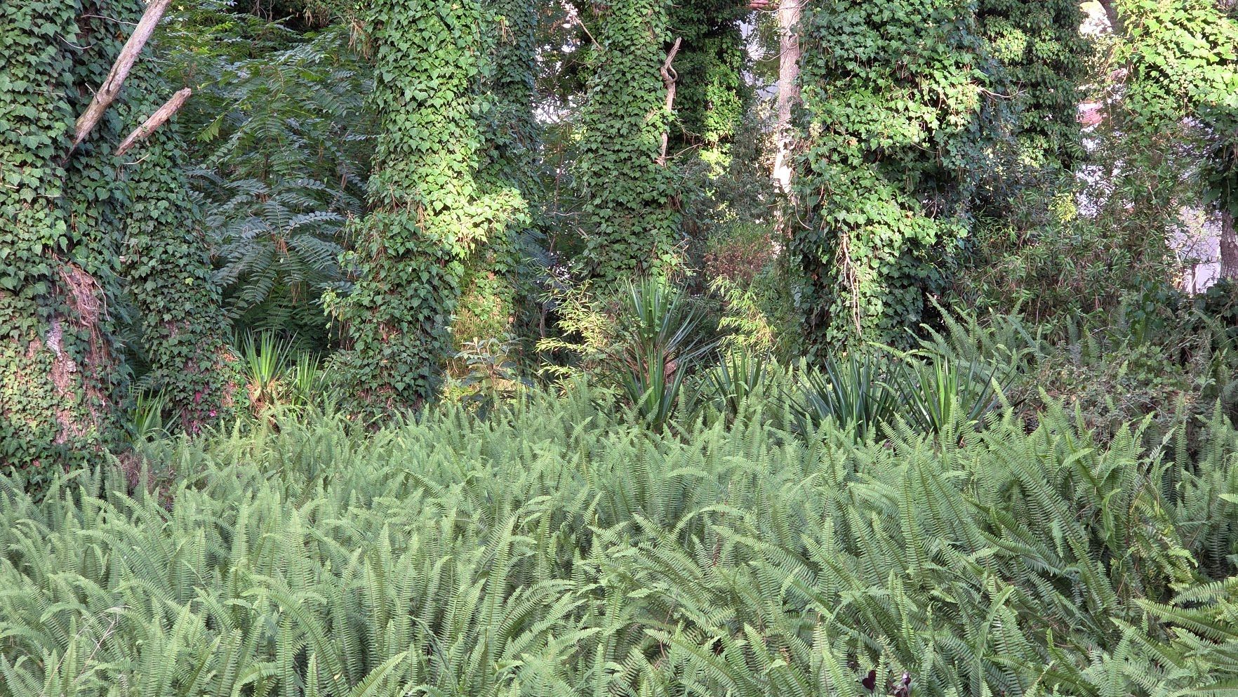 Bosque de Costa del Este